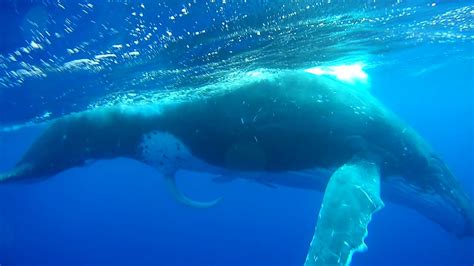 penis de baleine|Baleine en érection. Moorea. Août 2017